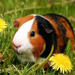 Guinea Pig Care Guide